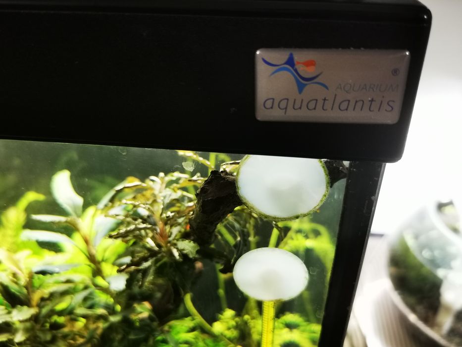Aquário Aqualantis 120litros