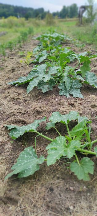 Warzywa ekologiczne.