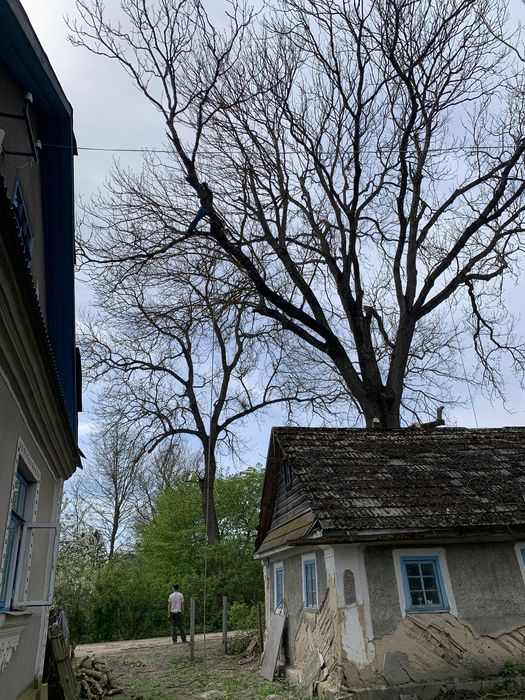 Арборістика валка дерев будь-якої складності