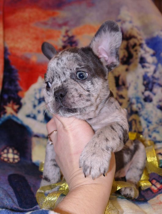 Новогодние подарочки)