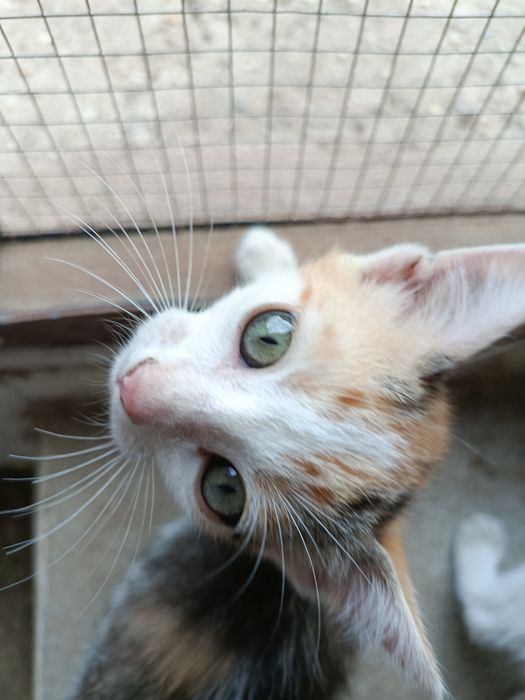Gatinha  bebé para adoção