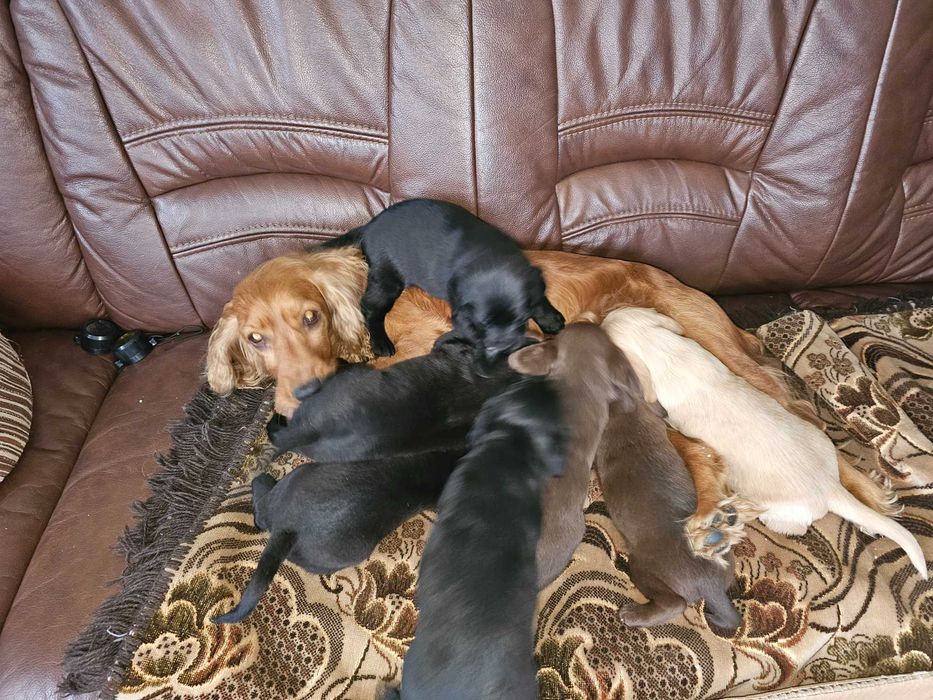Цуценята кокер спаніель