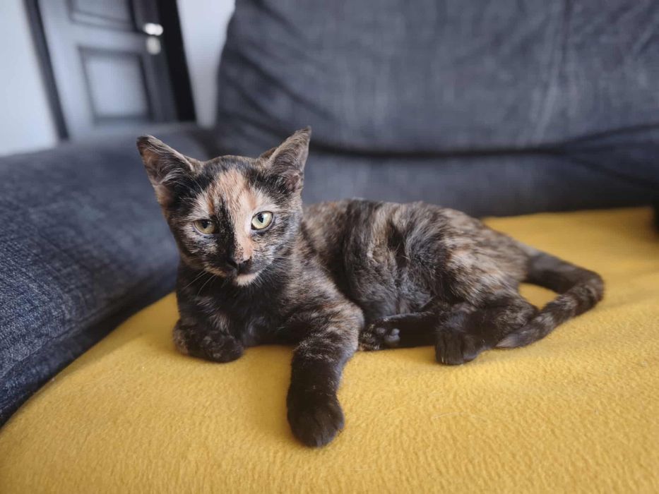 Młodziutka Grażka szuka domu