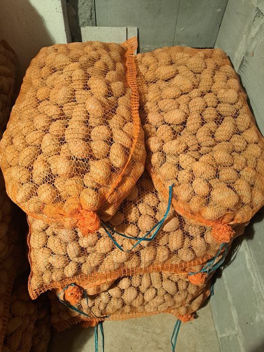 Ziemniak wielkości sadzeniaka