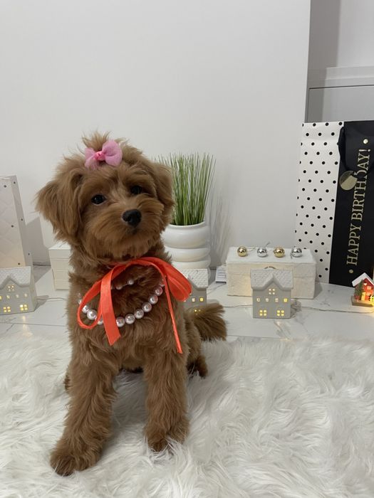 Обіймай і не відпускай  чарівні Помапу тут!