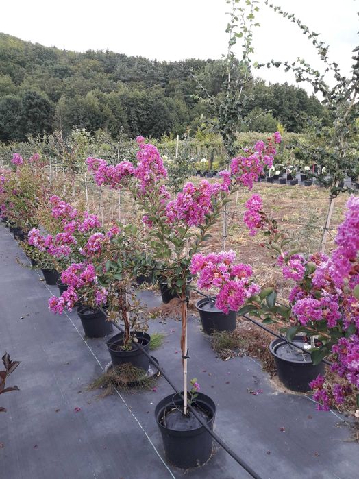 Krzewy lagerstroemii w doniczkach 30l