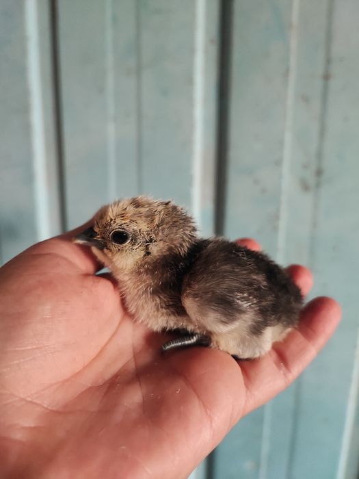 Курчата Люйкедандзи