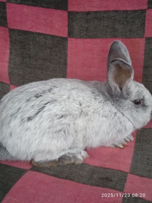 Кролі породи Велике світле срібло