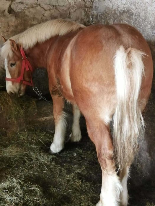 Sprzedam ogierka 10 miesięcy