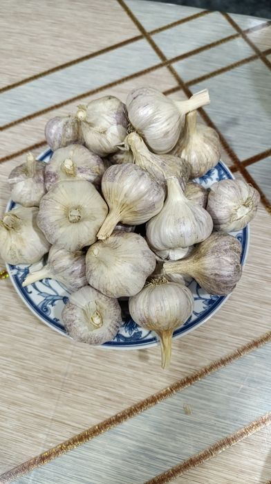 Чеснок домашній озимий