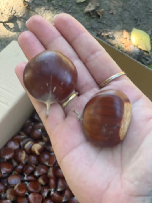 Castanha nacional 4€