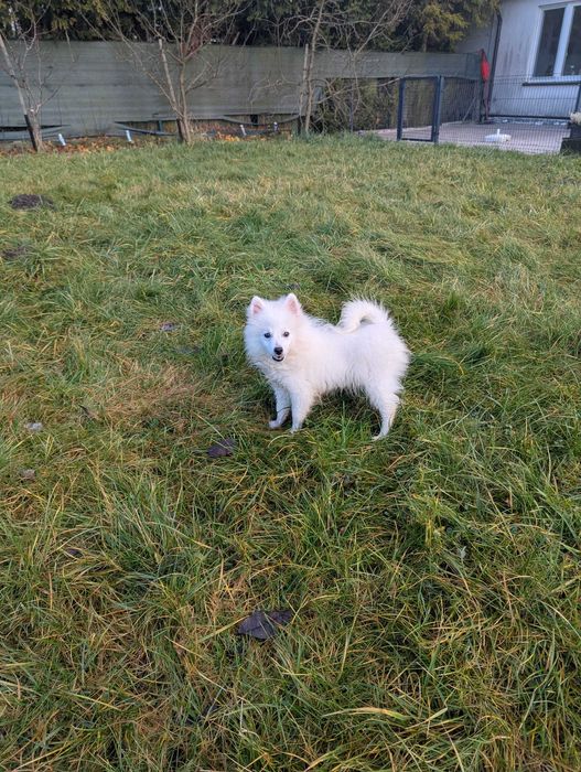 Piękny chłopiec Szpic Japoński po rodzicach  Championach Polski