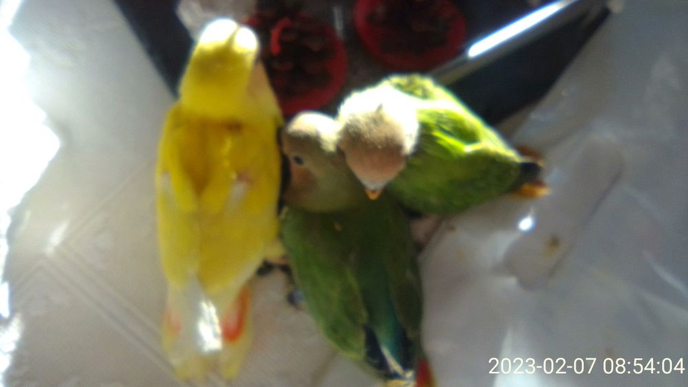 Agapornis domesticados
