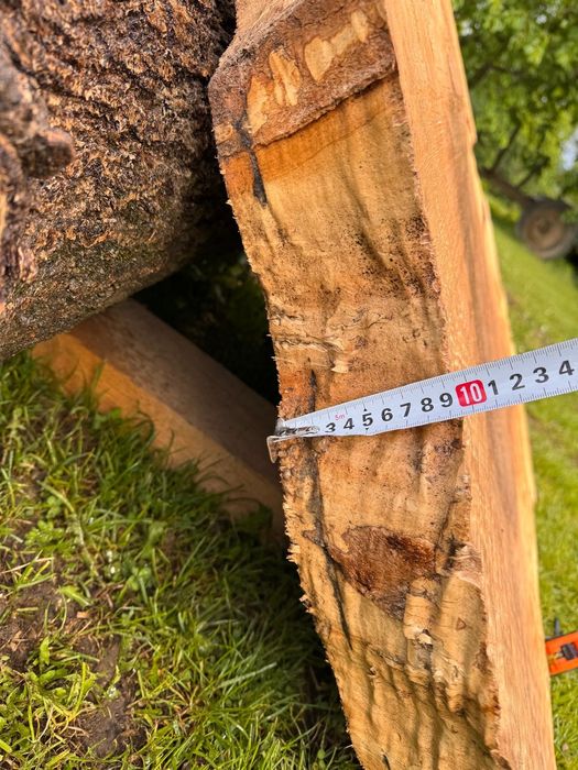 Jesion plaster pień