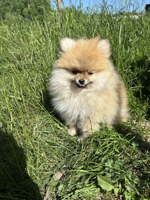 Piesek szpic miniaturowy pomeranian
