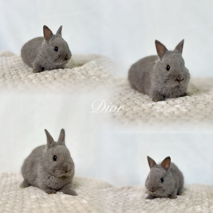 Hodowla Króliczków Karzełków Niderlandzkich, Teddy i mini lop
