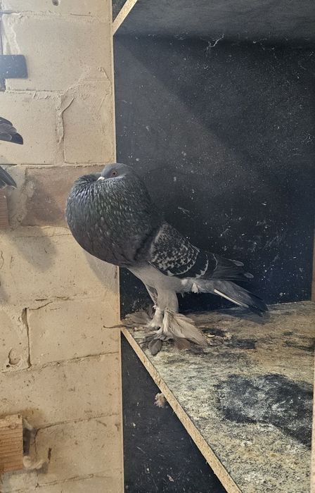 Garlacze Pomorskie Samica 25r Groch