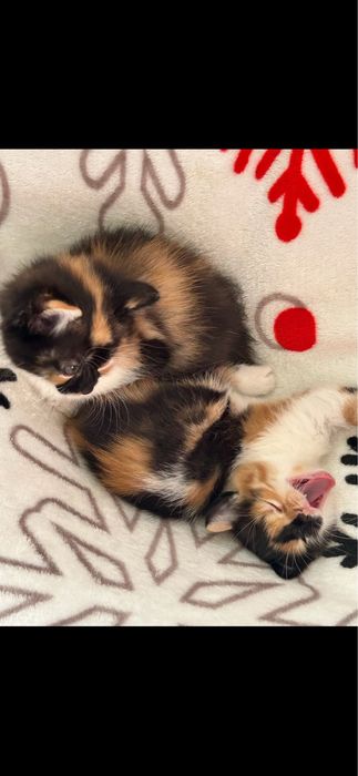 Кошенята безкоштовно