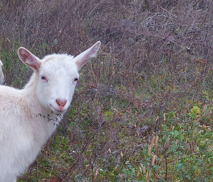 Продається  кізка