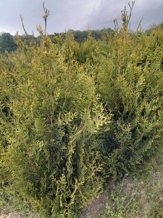 Tuje żywopłotowe Szmaragd, Braband, Plicata  Kórnik, Aureospicata