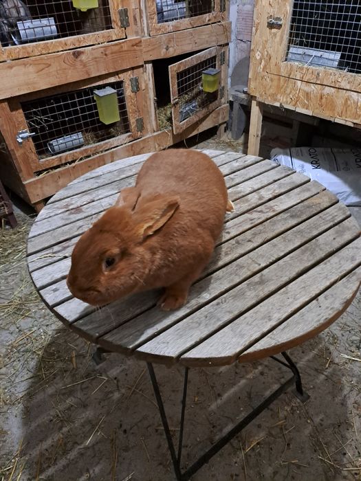 Króliki nowozelandzkie czerwone