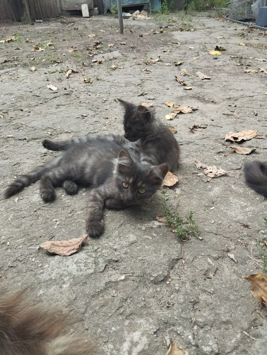 Отдам котят бесплатно