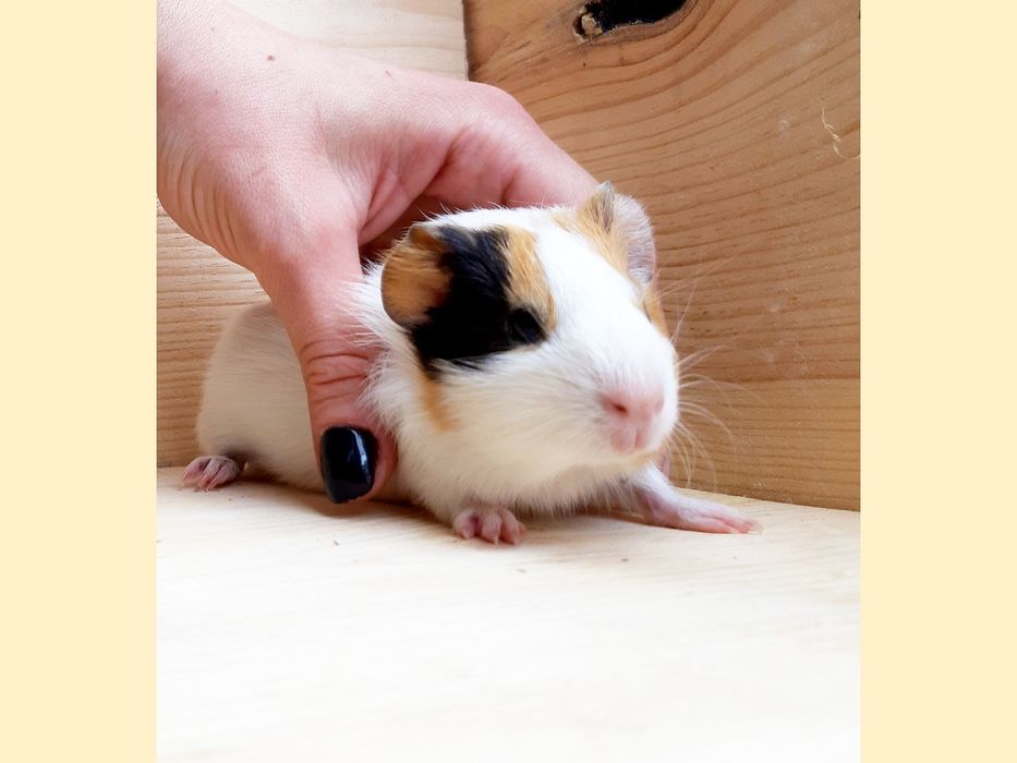 Морские свинки,клетки,корма,аксессуары