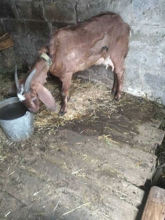 Продам нубійських кіз