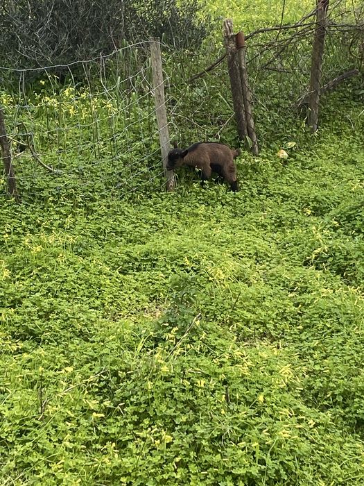 Cabras anãs à venda