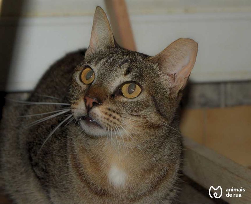 Vadinho | Para Adoção