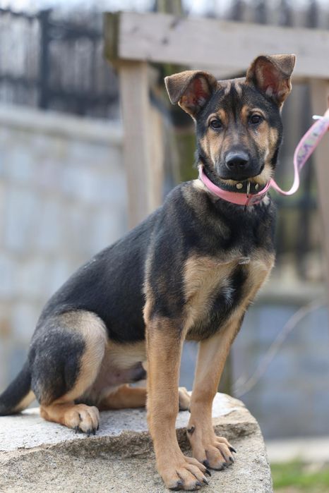 Szczeniak do adopcji