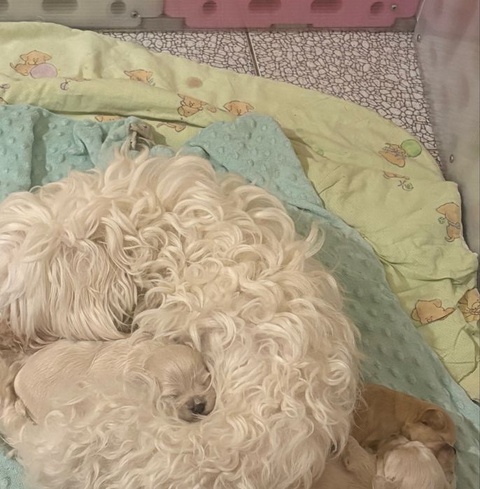 Śliczna suczka Maltipoo