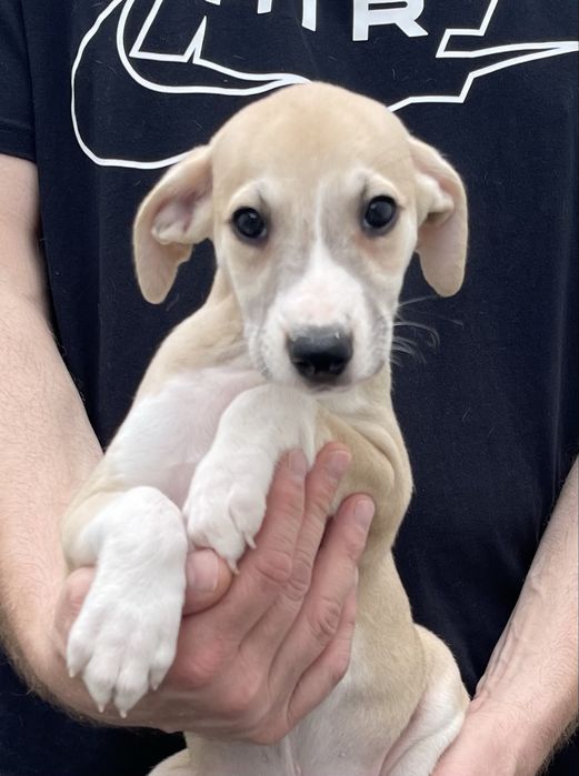 Whippet Chart angielski Revirado FCI