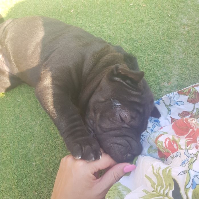 Cachorrinho sharpei