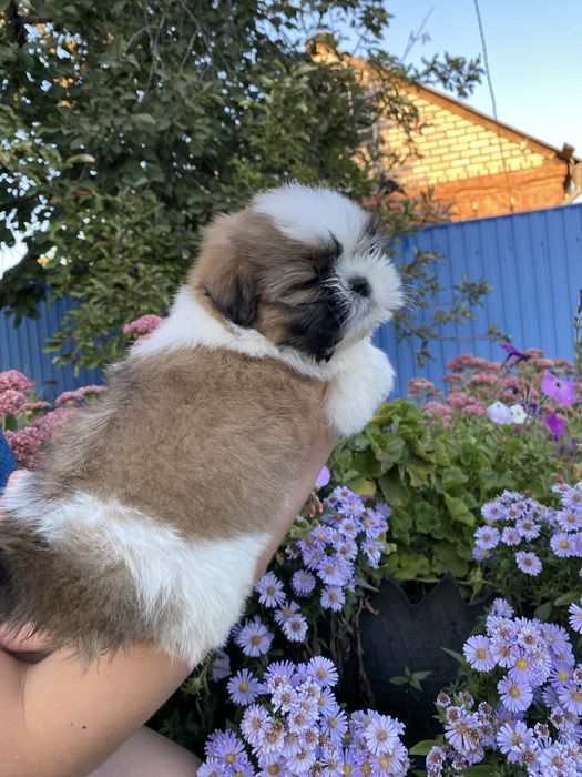 хлопчик  шитцу привитий з родоводом