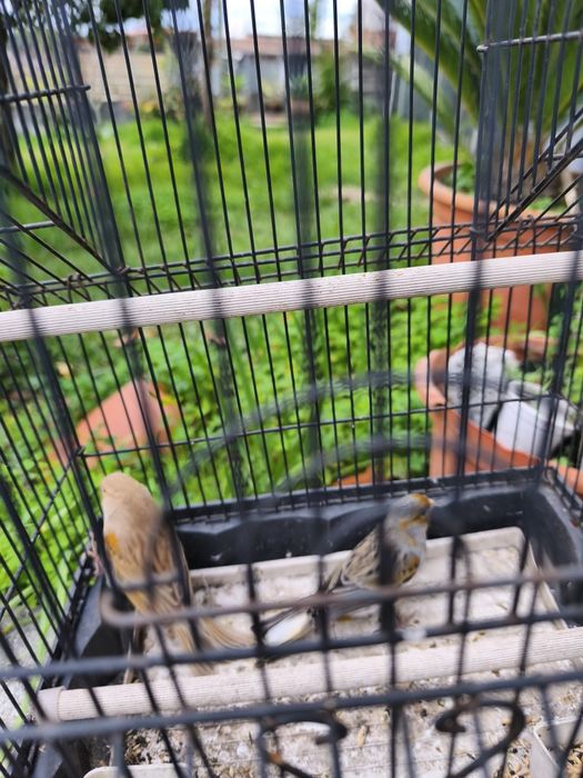 Canários Arlequim Português.