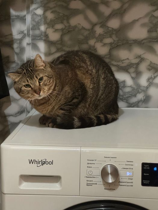 Прилаштовується Кіт 2,5 роки