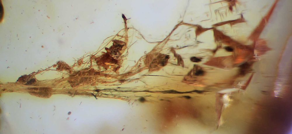 Bursztyn inkluzja Babie lato ? pajęczyna ? 40 mln lat Eocen