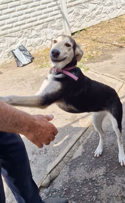 Прекрасный крупный щенок  7 мес ищет дом!