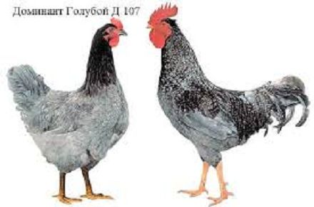 Доминант голубой яйцо инкубационное