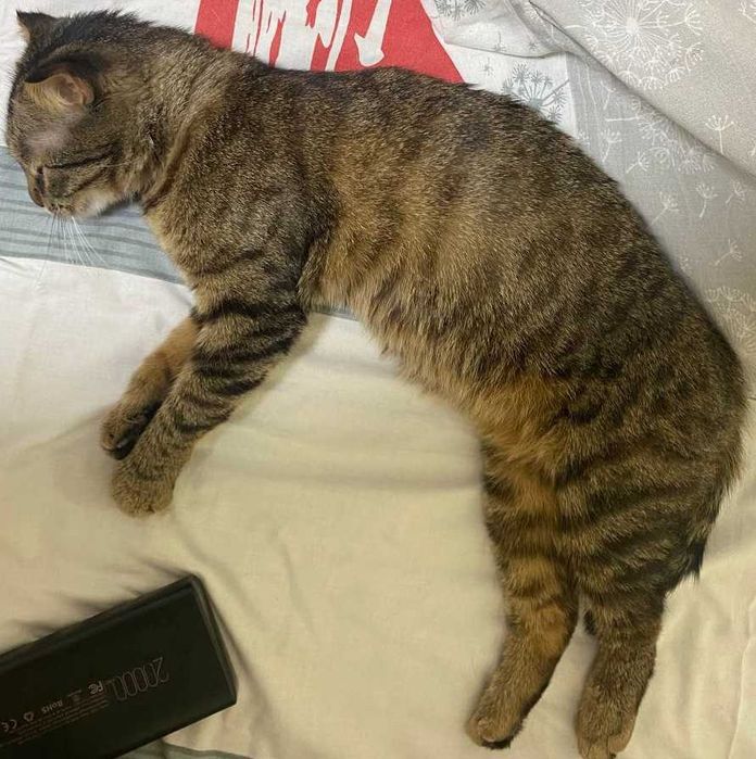 Знайшлася кицюня з рожевим ошийником на парковці по Бажана 26