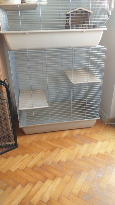 Sprzedam samiczki standart