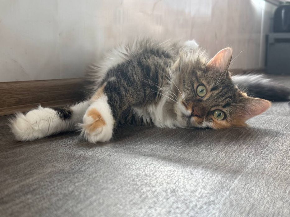 Кішка Шеррі шукає дім