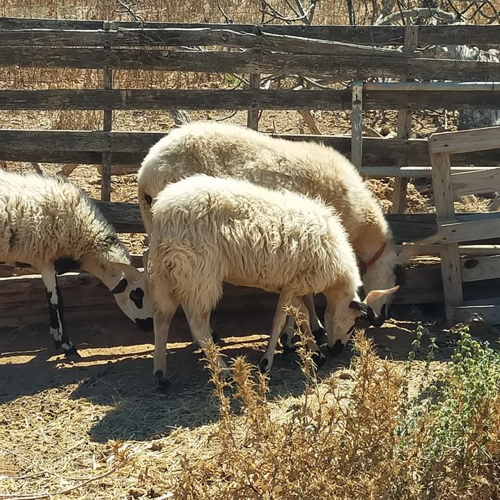 Borregas algarvias