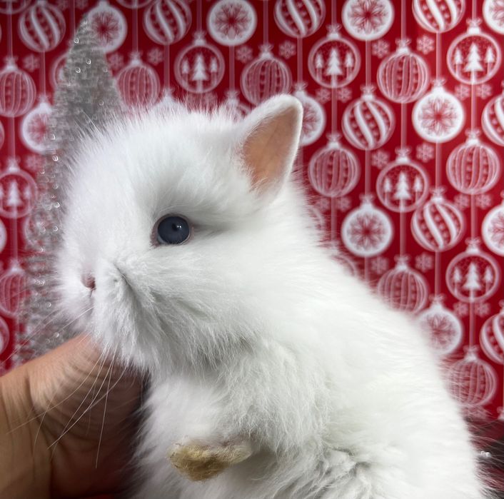 Piękne malutkie karzełki teddy karzełek teddy  mini teddy miniaturowe