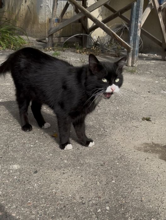 Кот котик Кіт Котята