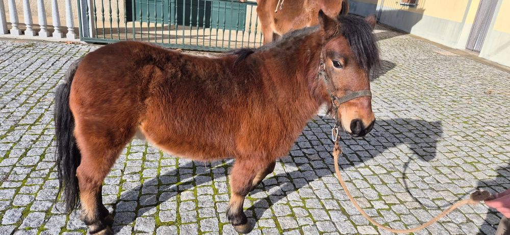 Poni para troca  ou venda