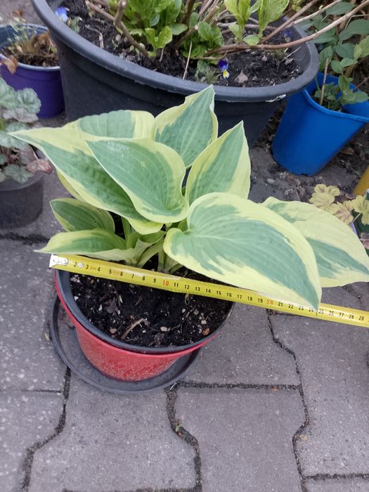 Hosta  funkja duża sadzonka