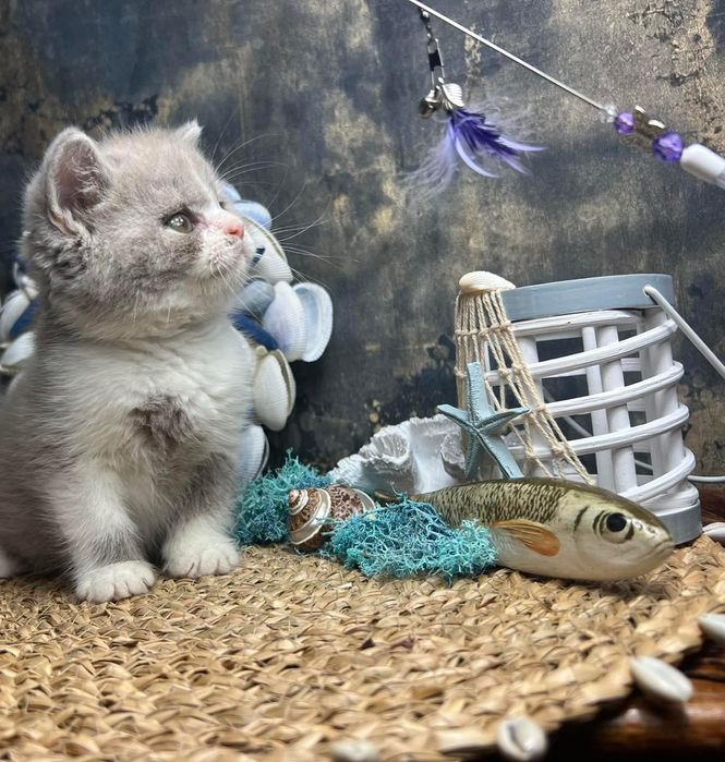 Kotka brytyjska krótkowłosa FPL rodowód wyprawka