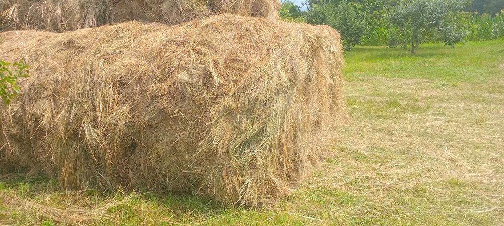 Продам сіно з самовивіз